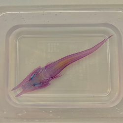 【深海魚】透明標本(キホウボウ全長約105mm) (良品) 4枚目の画像