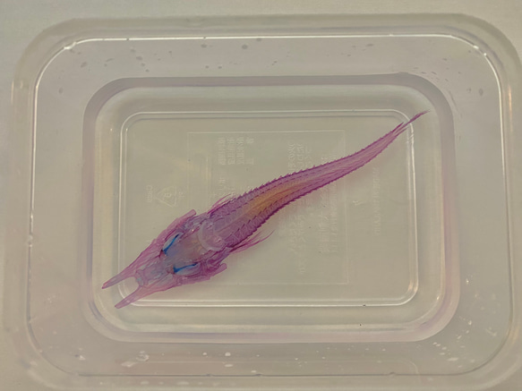 【深海魚】透明標本(キホウボウ全長約105mm) (良品) 4枚目の画像