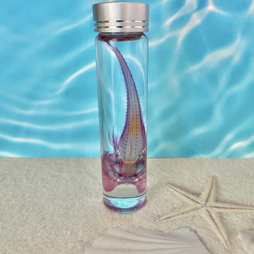 深海魚】透明標本(キホウボウ全長約105mm) (良品) その他インテリア