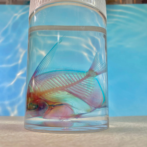 透明標本　魚5本セット 激レア】透明標本(ツノダシ全長約90mm)(通常品) その他インテリア雑貨