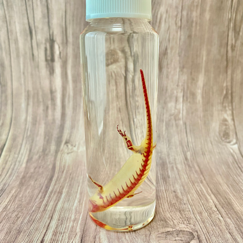 グリーンイモリ 透明標本 照り返し 