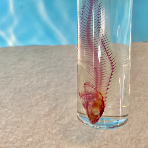 透明ごむ標本 触角付き 約15cm Amazon.co.jp: ムカデ標本 - 本物の樹脂製昆虫標本モデル - 透明