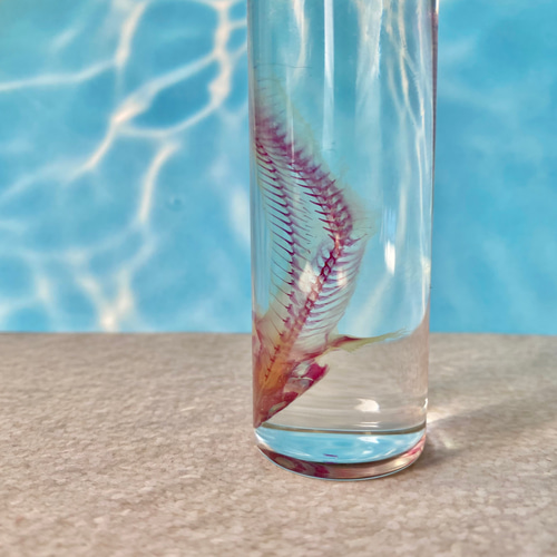 透明標本(ニセクロスジギンポ 全長約79mm) (訳あり品) その他