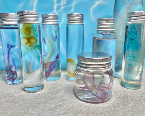 標本ガチャ!!】透明標本（約10～70㎜個体) (良品～訳あり品まで