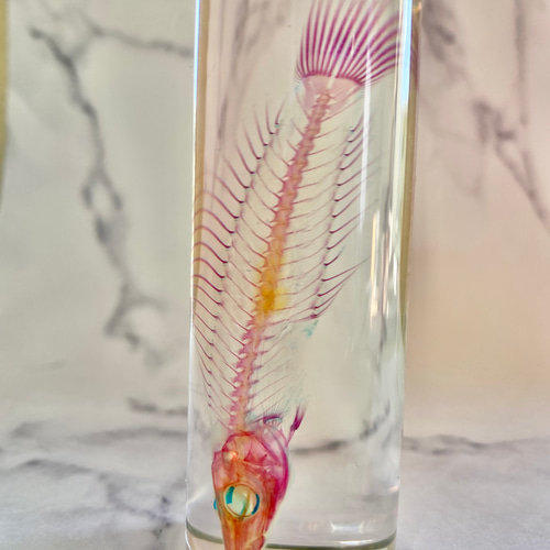 透明標本(カマスベラ 全長約84mm) (良品) その他インテリア雑貨