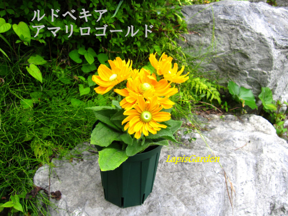 太陽のような花★アマリロゴールド＆マヤ★ルドベキアの花鉢２種★植え替え要らず★おまけ付 4枚目の画像