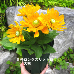 太陽のような花★アマリロゴールド＆マヤ★ルドベキアの花鉢２種★植え替え要らず★おまけ付 5枚目の画像