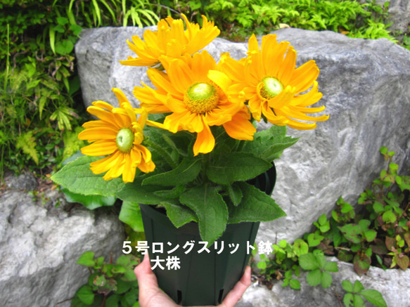 太陽のような花★アマリロゴールド＆マヤ★ルドベキアの花鉢２種★植え替え要らず★おまけ付 5枚目の画像