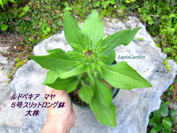 太陽のような花★アマリロゴールド＆マヤ★ルドベキアの花鉢２種★植え替え要らず★おまけ付 8枚目の画像