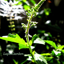 ★ネコノヒゲの花鉢★じつは薬用植物★晩秋まで咲く★５号スリット鉢 ★植え替え不要 3枚目の画像