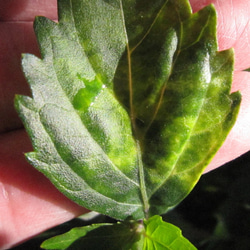 ★ネコノヒゲの花鉢★じつは薬用植物★晩秋まで咲く★５号スリット鉢 ★植え替え不要 4枚目の画像