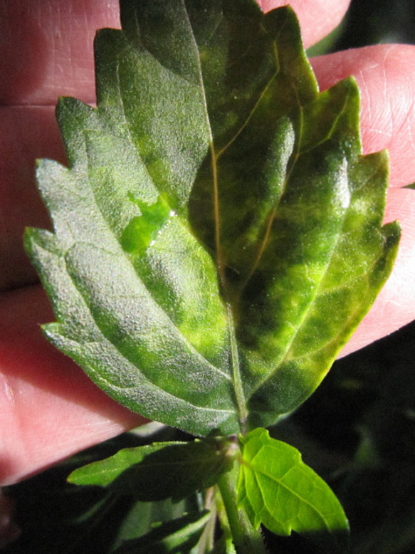 ★ネコノヒゲの花鉢★じつは薬用植物★晩秋まで咲く★５号スリット鉢 ★植え替え不要 4枚目の画像