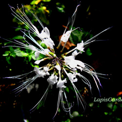 ★ネコノヒゲの花鉢★じつは薬用植物★晩秋まで咲く★５号スリット鉢 ★植え替え不要 5枚目の画像