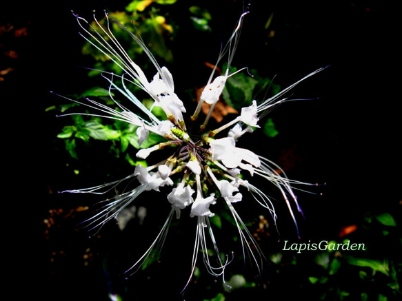 ★ネコノヒゲの花鉢★じつは薬用植物★晩秋まで咲く★５号スリット鉢 ★植え替え不要 5枚目の画像