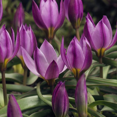 春咲球根☆レアなブルー4種セット☆クロッカス＆チューリップ