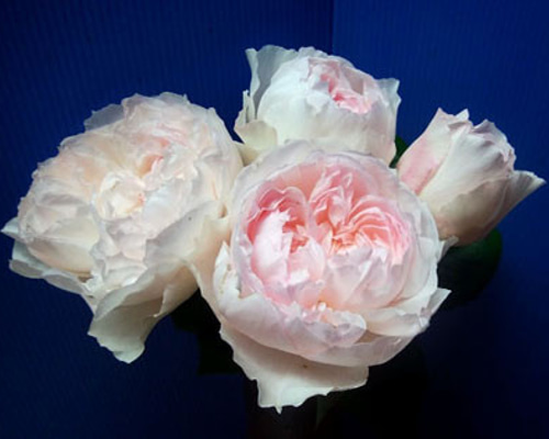 ココット☆レア切花品種・薔薇☆育てやすいバラ☆可憐なカップ割き4号