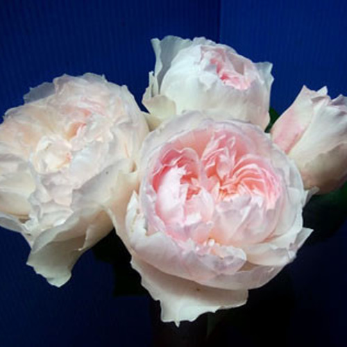 ココット☆レア切花品種・薔薇☆育てやすいバラ☆可憐なカップ割き4号