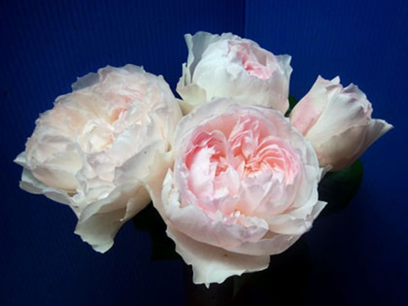 ココット☆レア切花品種・薔薇☆育てやすいバラ☆可憐なカップ