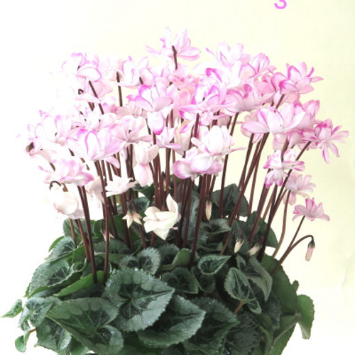 シクラメン フェアリーピコ☆ビックリ大株☆一点ものNo3☆優良花鉢