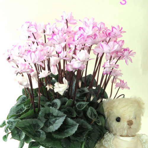 シクラメン フェアリーピコ☆ビックリ大株☆一点ものNo3☆優良花鉢