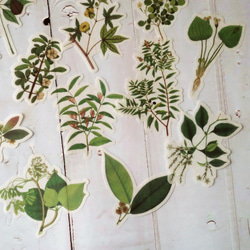 海外シール ＜Natural collecction：植物図鑑＞60枚入フレークシール 3枚目の画像