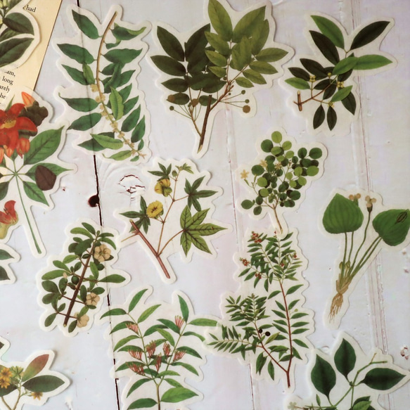 海外シール ＜Natural collecction：植物図鑑＞60枚入フレークシール 4枚目の画像