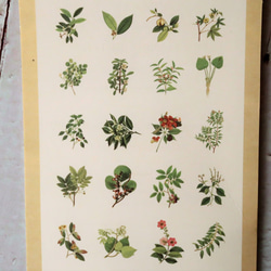 海外シール ＜Natural collecction：植物図鑑＞60枚入フレークシール 7枚目の画像
