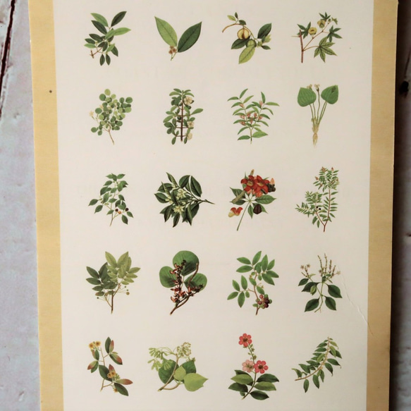 海外シール ＜Natural collecction：植物図鑑＞60枚入フレークシール 7枚目の画像
