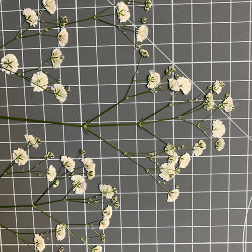 かすみ草☆押し花☆大粒品種スターマイン☆たっぷり☆真空パック