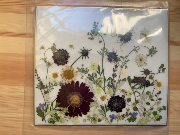 押し花の素材 真空パック 色紙大 ガーベラ ニゲラ スカビオサ その他