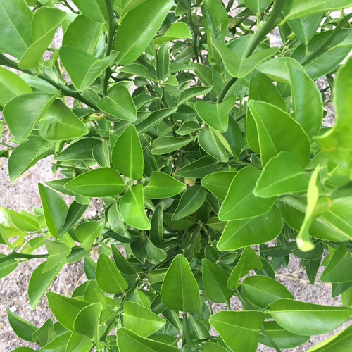 香り立つ無農薬 50cm大きなハーブスワッグ ナチュラル ラベンダー