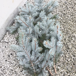 無農薬シルバー銀青色の葉 希少プンゲンストウヒ ホプシー切り枝