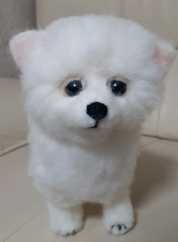 犬、オーダー受付中]羊毛 白ポメラニアン サマーカット 羊毛フェルト