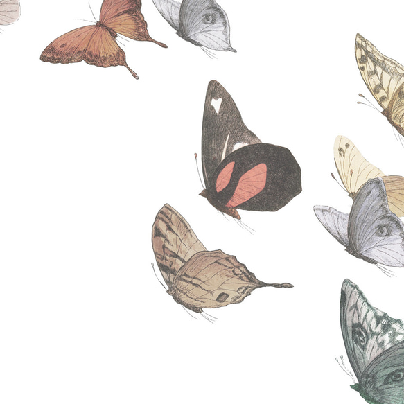 ［２枚セット］バタフライ アートポスター (28_butterfly) 6枚目の画像