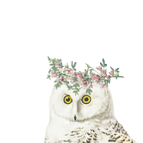 フクロウ アートポスター (25_owl)｜北欧 インテリア イラスト 絵画