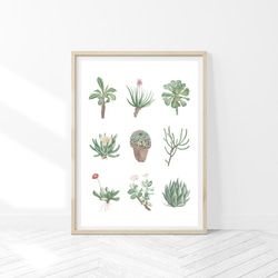 多肉植物 アートポスター (23_succulent)｜北欧 インテリア イラスト
