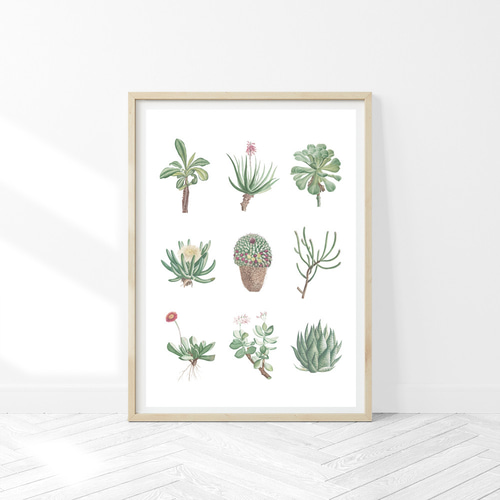 ボタナイズ　バナケン　絵　ポスター　点描画　ブランドロゴ　塊根植物　多肉植物 ボタナイズ バナケン ブランドロゴ 点描画 絵 ポスター 塊根植物