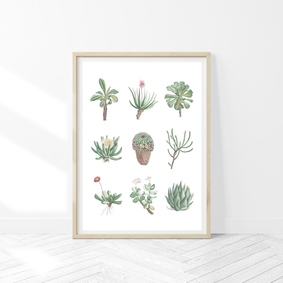 多肉植物 アートポスター (23_succulent)｜北欧 インテリア イラスト