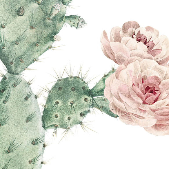 サボテン アートポスター (05_cactus_left) 人気・おすすめ｜多用途・生活用品におすすめ 口コミ人気 即納 日本国内即配送