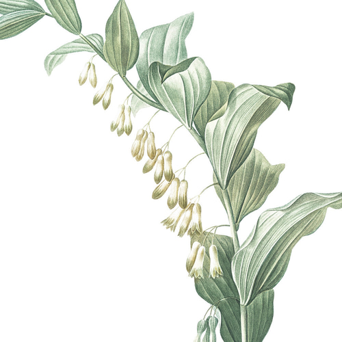 お得な3枚セット］ボタニカル アートポスター