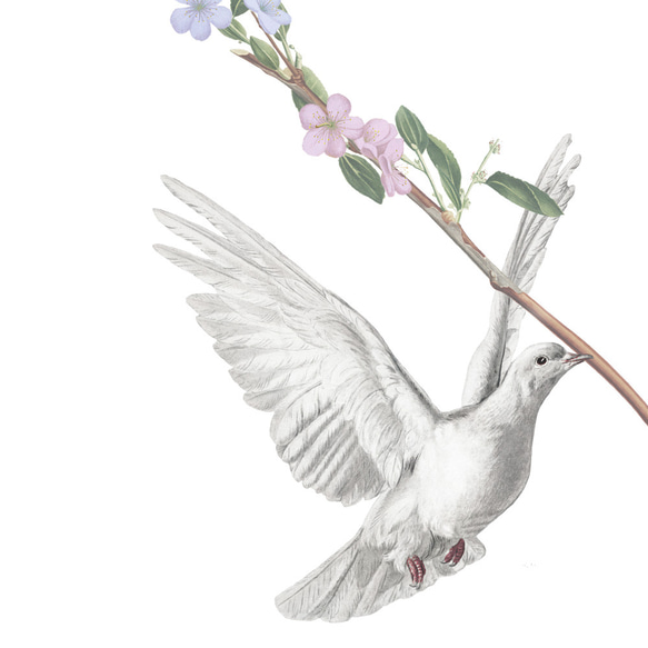 ［２枚セット］幸せを運ぶ白ハト アートポスター（41_Birds） 6枚目の画像