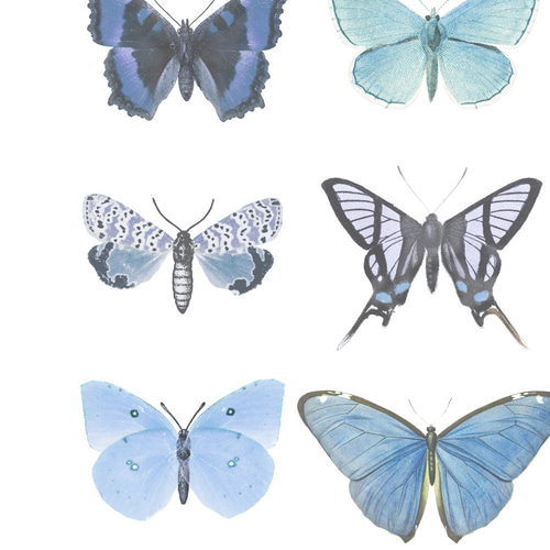青い蝶 アートポスター (48_blue_butterfly)｜北欧 インテリア