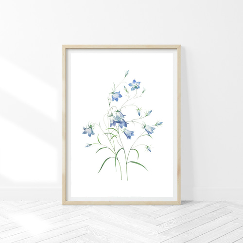 感謝 誠実の花 カンパニュラ アートポスター（49_campanula）｜北欧