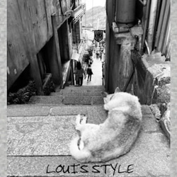 「Products for Louis style」台湾dog-1 2枚目の画像