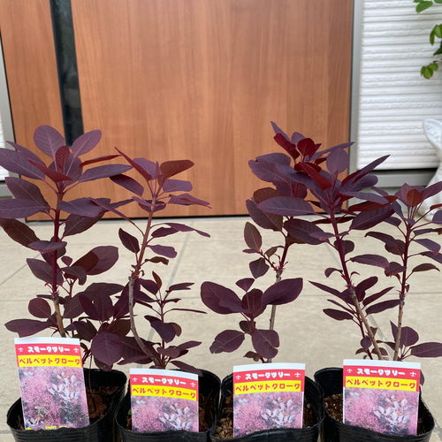 スモークツリー ベルベットクローク/320 【公式通販】