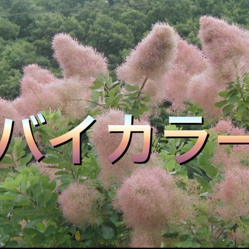 スモークツリー苗バイカラー その他インテリア雑貨 虹花園 幸店 通販