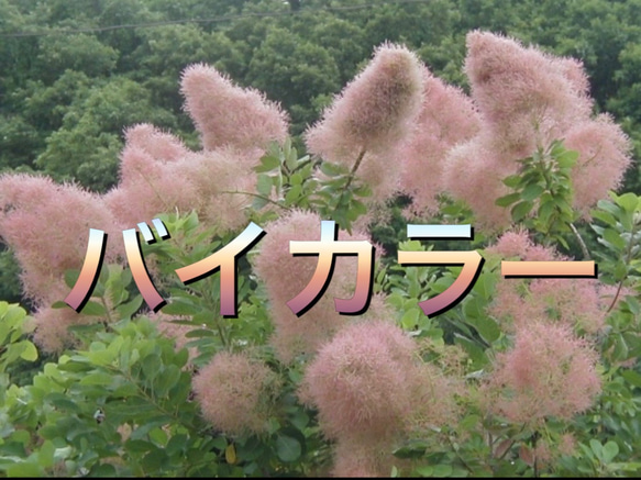 スモークツリー　バイカラー　342 スモークツリー苗バイカラー その他インテリア雑貨 虹花園 幸店 通販