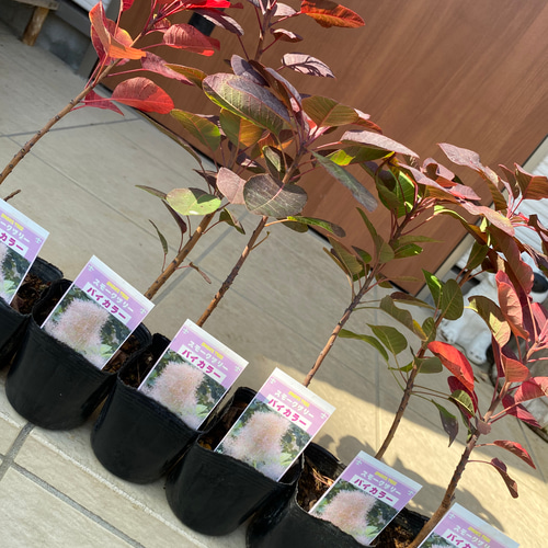 スモークツリー苗バイカラー その他インテリア雑貨 虹花園 幸店 通販