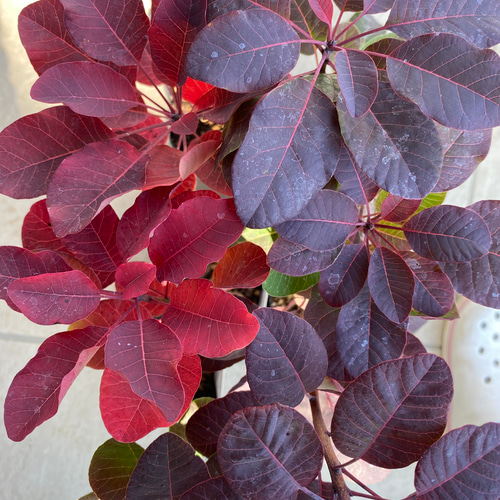 スモークツリー苗バイカラー その他インテリア雑貨 虹花園 幸店 通販