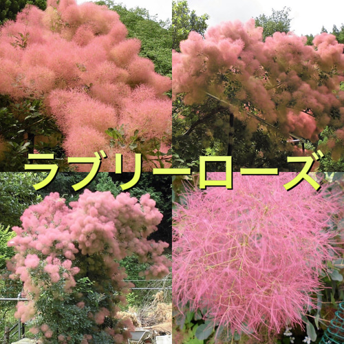 スモークツリー　ラブリーローズ　10号　1 スモークツリー苗ラブリーローズ(紅葉No.1) ドライフラワー 虹